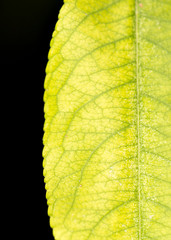 Obraz premium autumn leaf. close-up