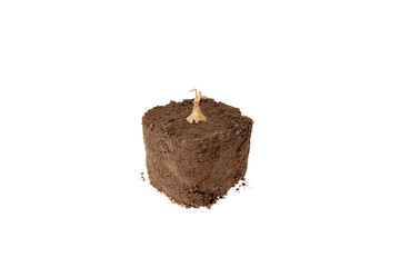 Obraz premium Bulb growing in dirt with a white background