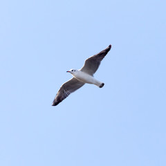 seagull in flight in the sky
