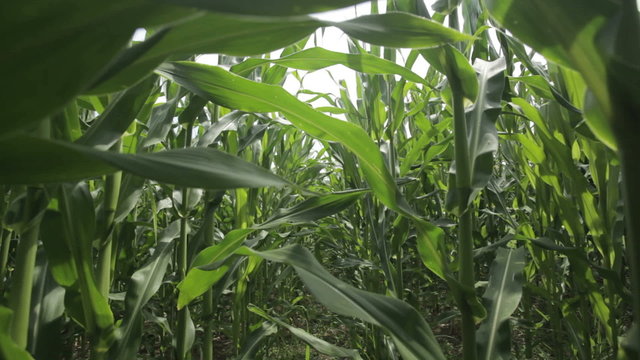 walking through maize field