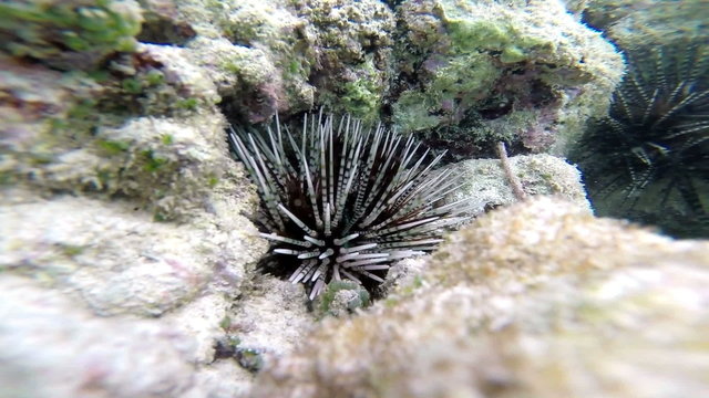 Underwater:  Sea hedgehog (Phylum Echinodermata), close-up