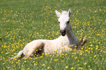 Poulain Quarter Horse en liberté