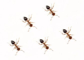ants on a white wall