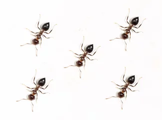 Fotobehang ants on a white wall © schankz