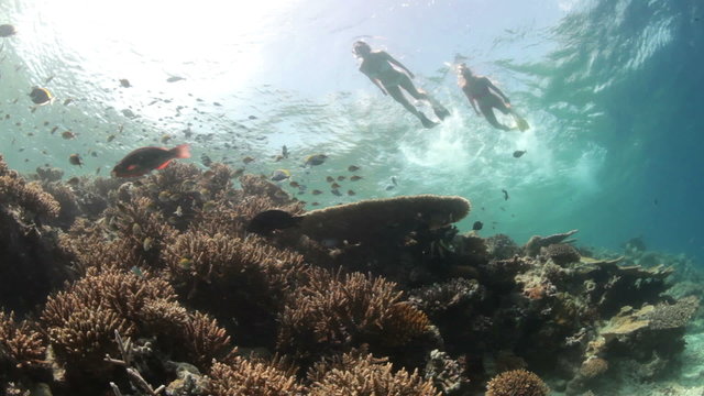woman snorkeling over reef
