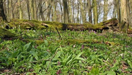 Bärlauch (Allium ursinum) im Wald mit Lerchensporn