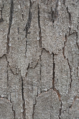 Bark Wood Texture