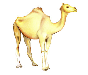 One-humped camel on a white background.