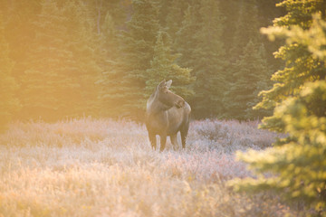 moose morning light