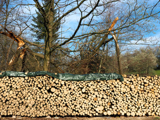 Frisch gesägtes Brennholz