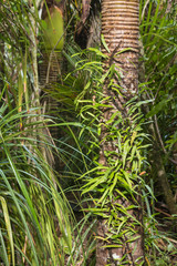 Nikau palm tree trunks covered by vegetation