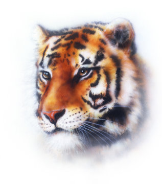  tiger illustration , wildlife animals