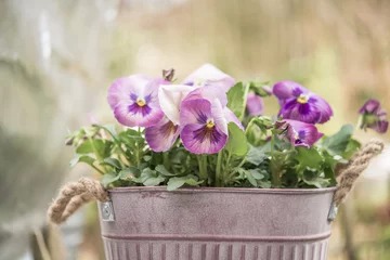 Foto op Plexiglas Viooltjes Opstelling van viooltjesplanten in antieke sierbloempot