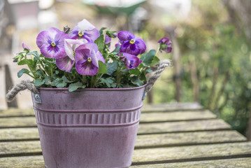 Arrangement of pansy plants in antique pink flower pot