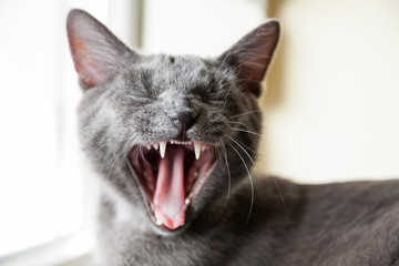 Gray domestic cat yawns - 81255216
