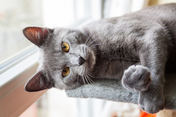 Grey domestic cat lying - 81255225