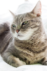 European shorthair cat portrait, closeup and white background