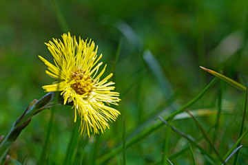 coltsfoot flower in the green grass,  blurred background