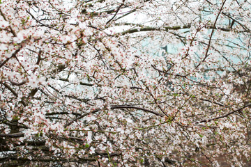 Cherry Blossom in the UK