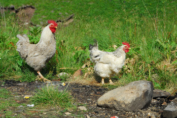 Group of hens