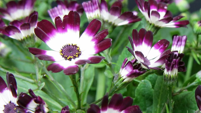 timelapse of mauve flowers part II