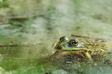 water frog in the water