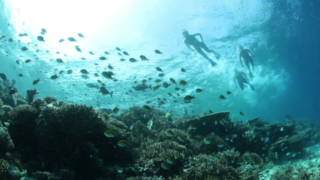 fish and coral reef with snorklers