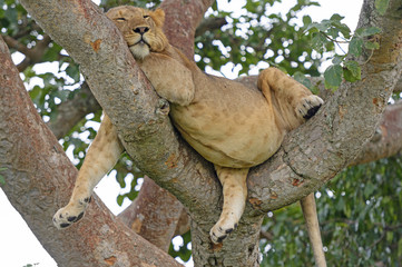Young African Male Lion Asleep in a Tree