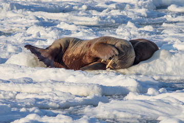 Obraz premium Couple of walruses on the ice - Arctic, Spitsbergen