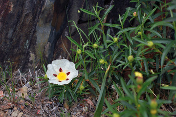 Flor de jara, Sauceda, Hurdes, España
