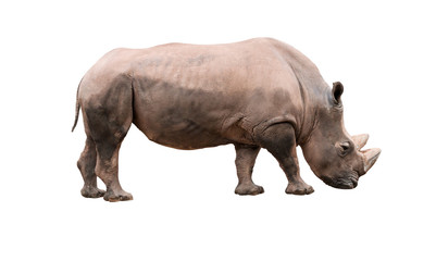 Rhinocerso