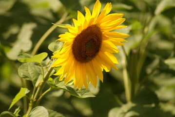 Sonnenblumen