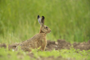 Lepus europaeus - European brown hare