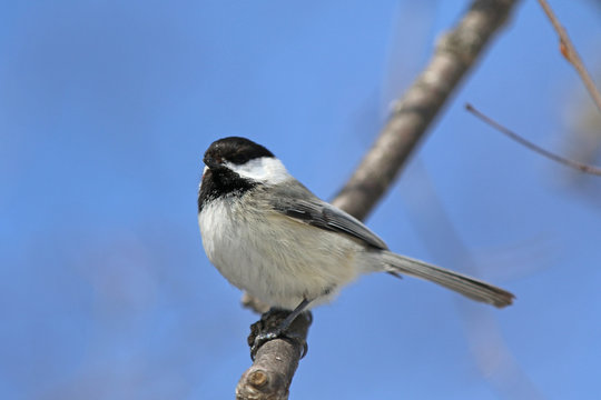 M&eacute;sange &agrave; t&ecirc;te noire