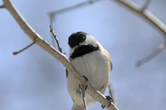 M&eacute;sange &agrave; t&ecirc;te noire
