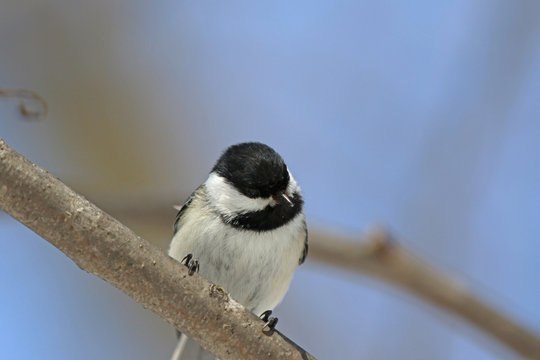 M&eacute;sange &agrave; t&ecirc;te noire