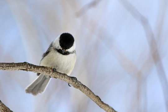 M&eacute;sange &agrave; t&ecirc;te noire