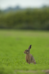 Lepus europaeus - European brown hare