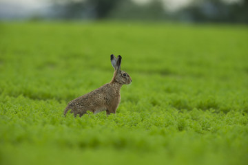 Lepus europaeus - European brown hare