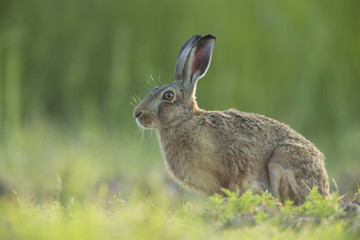Naklejka na ściany i meble Lepus europaeus - European brown hare