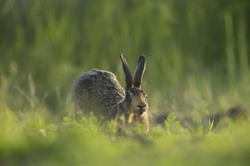 Lepus europaeus - European brown hare in crop field