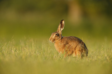 Lepus europaeus - European brown hare