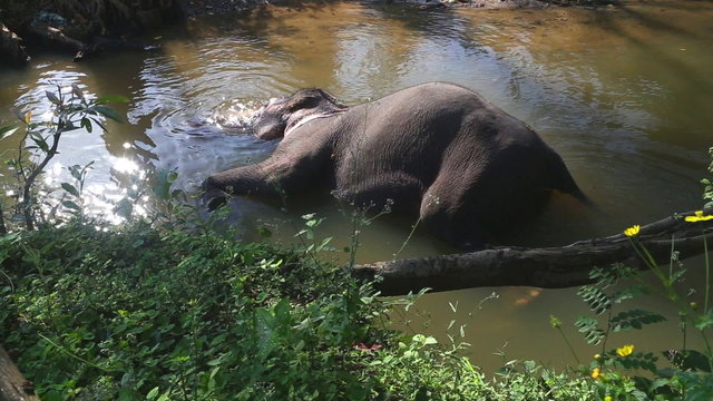 SIGIRIYA, SRI LANKA - FEBRUARY 2014: Elephant bathing in a stream in Sigiriya. These old elephants are retired from log working and converted to amusing tourists.