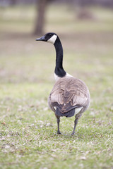 Lone canadian goose on green grass
