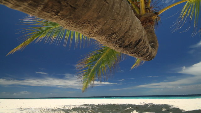 palmtree dolly shot left to right