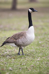 Lone canadian goose on green grass