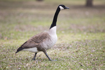 Lone canadian goose on green grass
