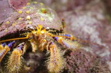 The colorful hermit crab