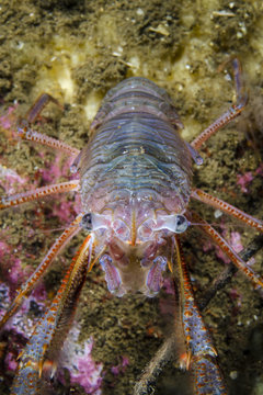 Channel squat lobster