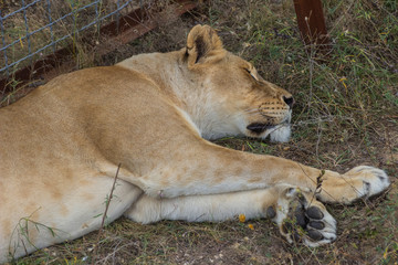 Close-up portrait of a lion